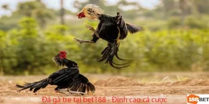 đá gà tre bet188